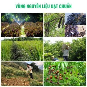 dau-goi-co-non-viet-nam
