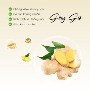 Thành Phần Gừng Gió Trong Dầu Gội Cỏ Non