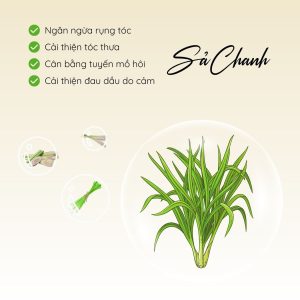 Thành Phần Sả Chanh Dầu Gội Cỏ Non