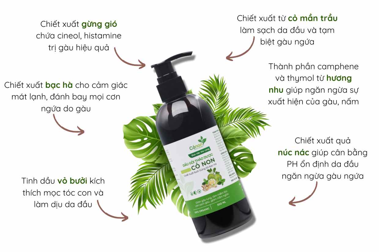 dau-goi-tri-gau-co-non