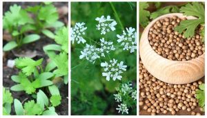 tắm nước mùi già 30 tết