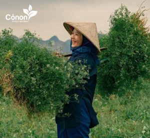 nước mùi già cỏ non