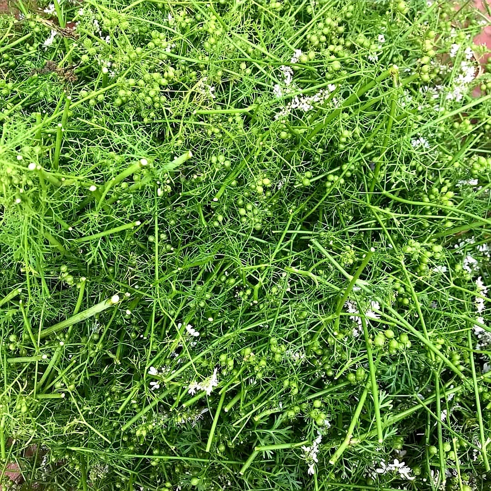 cây mùi già tươi