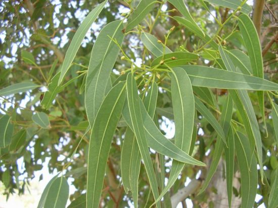 Lá khuynh diệp đuổi côn trùng