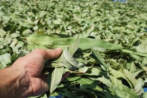 lá khuynh diệp làm nhang sạch