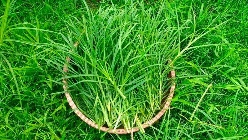 cỏ mần trầu nấu dầu gội