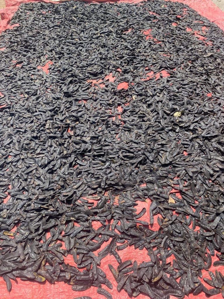 sân phơi quả bồ kết nấu dầu gội