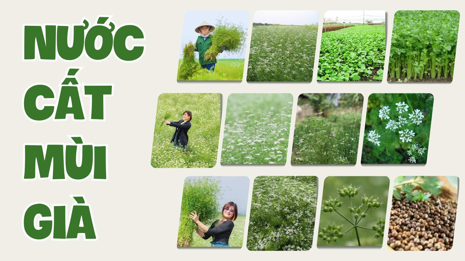 nước mùi già Cỏ Non có tốt không