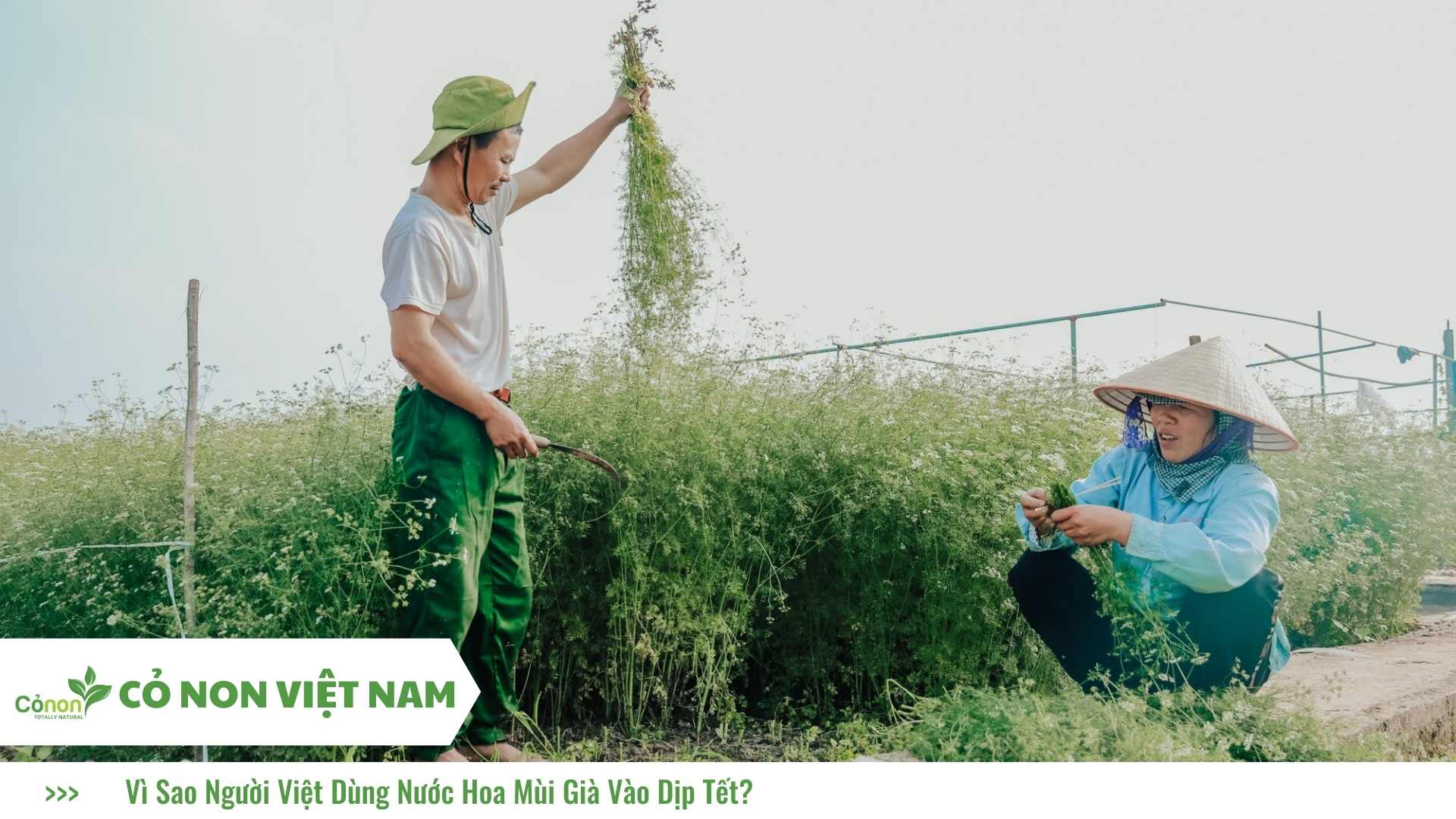 Vì Sao Người Việt Dùng Nước Hoa Mùi Già Vào Dịp Tết