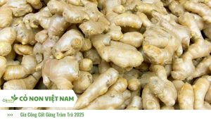 cốt gừng tràm trà