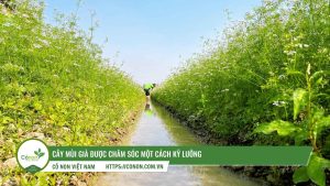 sản xuất nước mùi già